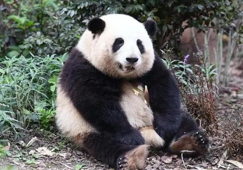 网红爆料大熊猫视频,网友直呼“萌化人心”