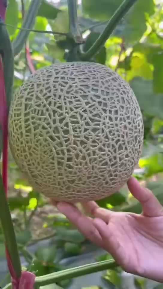 吃海南蜜瓜减肥吗,甜蜜减肥新选择？