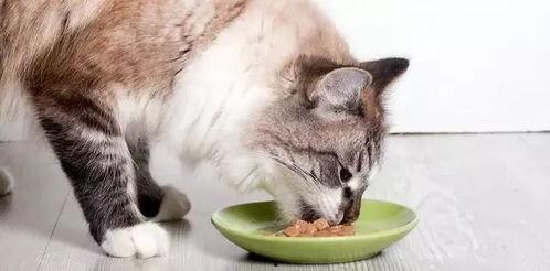 头条小猫咪吃饭图片,小猫咪享受美味佳肴