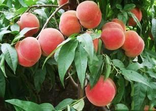 钦州头条红桃树图片