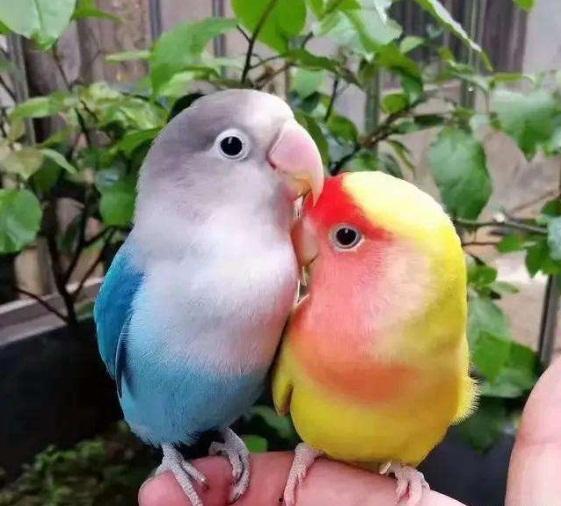 鹦鹉吃藕瓜,揭秘鹦鹉钟爱的藕瓜之谜