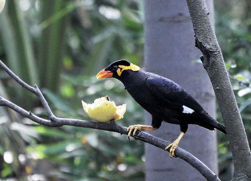 小花爆料了鸟大爷视频,鸟大爷视频引发热议